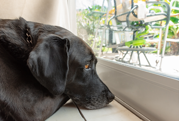 sad adult black lab looking out the window